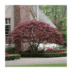 Acer Palmatum 'Atropurpureum' | Japanese Maple Tree | 10.5cm Pot 15 Acer Palmatum 'Atropurpureum' | Japanese Maple Tree | 10.5cm Pot -botanical garden shop TR038605L add image 3 e783