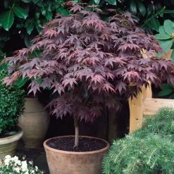 Acer Palmatum 'Atropurpureum' | Japanese Maple Tree | 10.5cm Pot 16 Acer Palmatum 'Atropurpureum' | Japanese Maple Tree | 10.5cm Pot -botanical garden shop TR038605L add image 4 9fb9