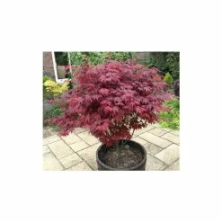 Acer Palmatum 'Atropurpureum' | Japanese Maple Tree | 10.5cm Pot 18 Acer Palmatum 'Atropurpureum' | Japanese Maple Tree | 10.5cm Pot -botanical garden shop TR038605L add image 6 f711