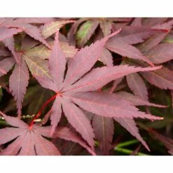 Acer Palmatum 'Atropurpureum' | Japanese Maple Tree | 10.5cm Pot 19 Acer Palmatum 'Atropurpureum' | Japanese Maple Tree | 10.5cm Pot -botanical garden shop TR038605L add image 7 b48f