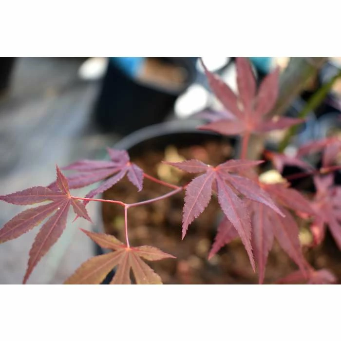 Acer Palmatum 'Atropurpureum' | Japanese Maple Tree | 10.5cm Pot 10 Acer Palmatum 'Atropurpureum' | Japanese Maple Tree | 10.5cm Pot - Image 10