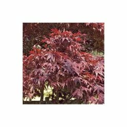 Acer Palmatum 'Atropurpureum' | Japanese Maple Tree | 10.5cm Pot 21 Acer Palmatum 'Atropurpureum' | Japanese Maple Tree | 10.5cm Pot -botanical garden shop TR038605L add image 9 f489