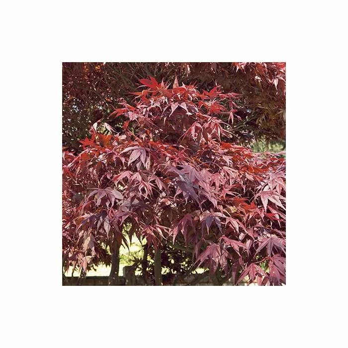 Acer Palmatum 'Atropurpureum' | Japanese Maple Tree | 10.5cm Pot 11 Acer Palmatum 'Atropurpureum' | Japanese Maple Tree | 10.5cm Pot - Image 11