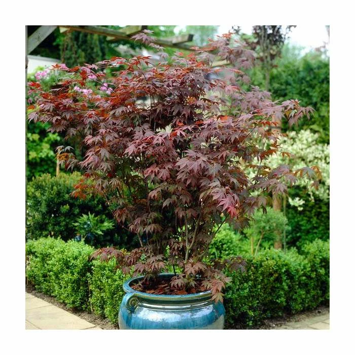Acer Palmatum 'Atropurpureum' | Japanese Maple Tree | 10.5cm Pot 1 Acer Palmatum 'Atropurpureum' | Japanese Maple Tree | 10.5cm Pot