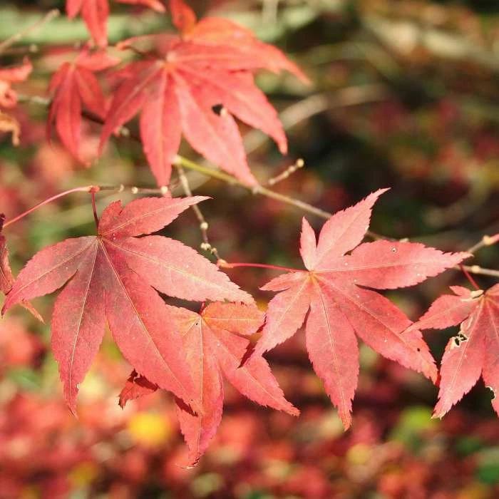 Acer Palmatum 'Atropurpureum' | Japanese Maple Tree | 10.5cm Pot 2 Acer Palmatum 'Atropurpureum' | Japanese Maple Tree | 10.5cm Pot - Image 2