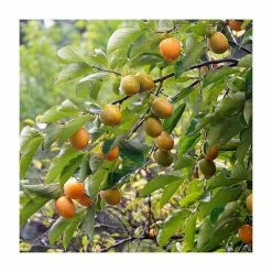 2-2.5ft Japanese Persimmon Tree | 5L Pot | Diospyros Kaki