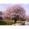 4-5ft 'Princess' Almond Tree | Bare Root
