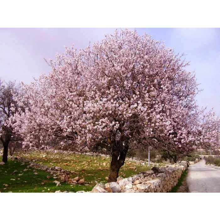 4-5ft 'Princess' Almond Tree | Bare Root 1 4-5ft 'Princess' Almond Tree | Bare Root