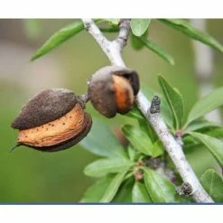 botanical garden shop -botanical garden shop TR0400 rollover image 6906