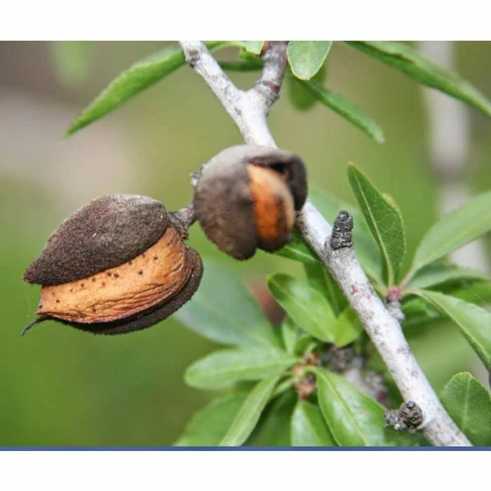 4-5ft 'Princess' Almond Tree | Bare Root 2 4-5ft 'Princess' Almond Tree | Bare Root - Image 2