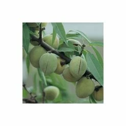 2-3ft Robijn' Patio Almond Tree | 4.5L Pot