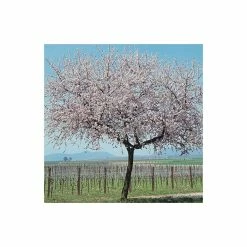 4-5ft 'Robijn' Almond Tree | Bare Root -botanical garden shop TR0401 add image 2 439f
