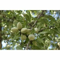 botanical garden shop -botanical garden shop TR0401 rollover image b5d9