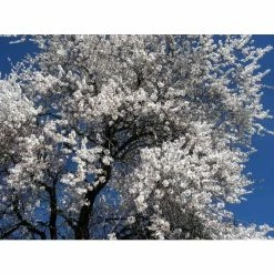 4-5ft 'Sultane' Almond Tree | Bare Root