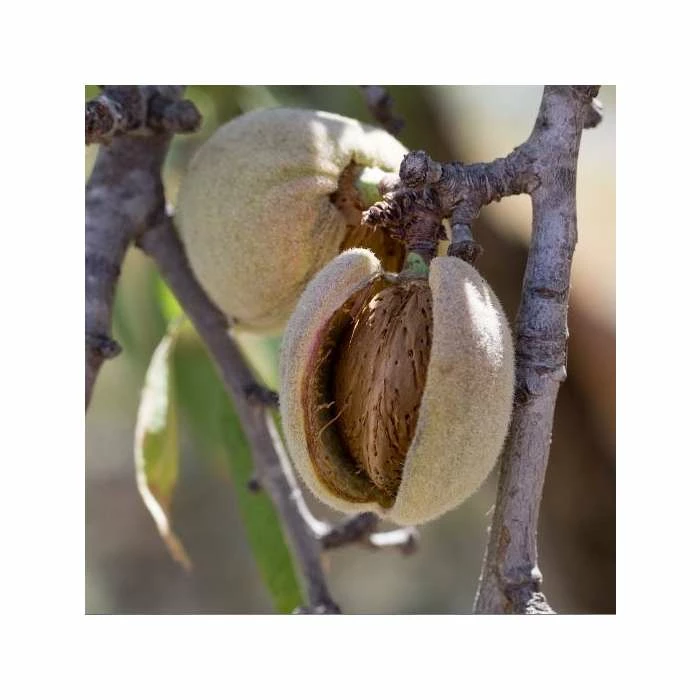 4-5ft 'Sultane' Almond Tree | Bare Root 2 4-5ft 'Sultane' Almond Tree | Bare Root - Image 2