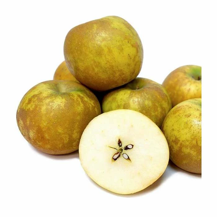 4-5ft 'Ashmeads Kernel' Dessert Apple Tree | M26 Semi Dwarfing Rootstock | Bare Root 1 4-5ft 'Ashmeads Kernel' Dessert Apple Tree | M26 Semi Dwarfing Rootstock | Bare Root