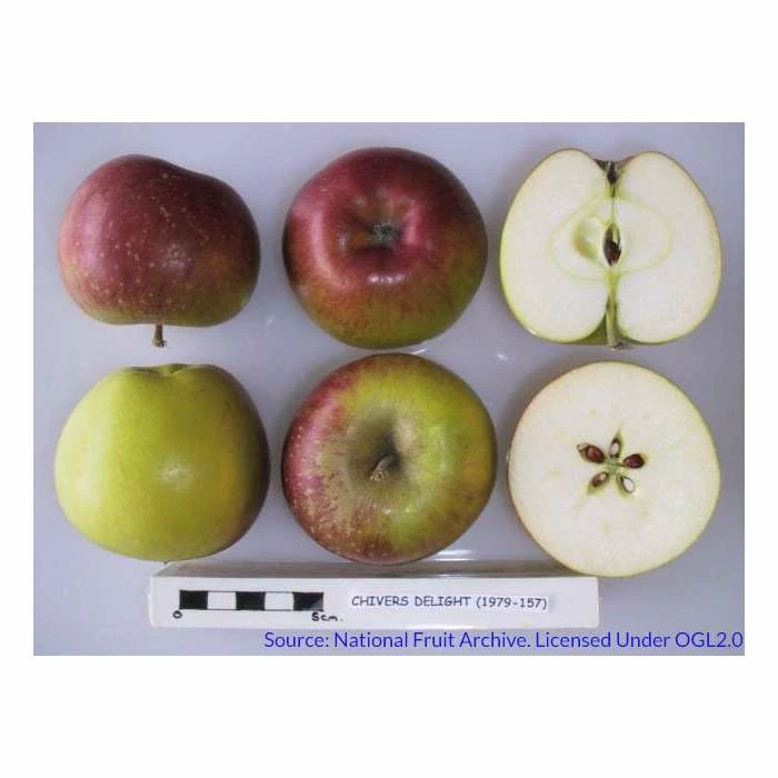 4-5ft Malus 'Chivers Delight' | Apple Tree 3 4-5ft Malus 'Chivers Delight' | Apple Tree - Image 3