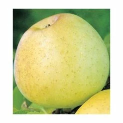 4-5ft Malus 'Reverend W. Wilks' | Apple Tree