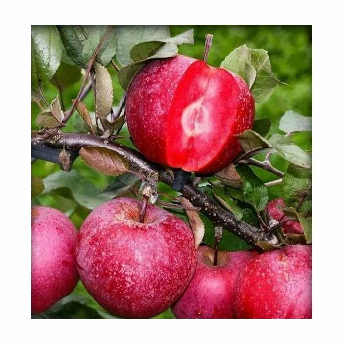 4-5ft 'Tickled Pink' Dual Purpose Apple Tree | M26 Semi Dwarfing Rootstock | Bare Root 1 4-5ft 'Tickled Pink' Dual Purpose Apple Tree | M26 Semi Dwarfing Rootstock | Bare Root