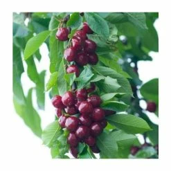 4-5ft 'Burlat' Cherry Tree | Colt Semi Vigorous Rootstock | Bare Root