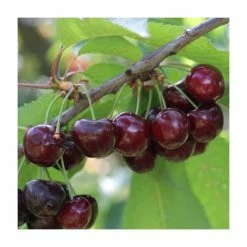 4-5ft 'Merchant' Cherry Tree | Colt Semi Vigorous Rootstock | Bare Root