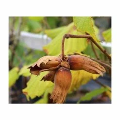 4-5ft 'Pearson's Prolific' Filbert Tree | Bare Root