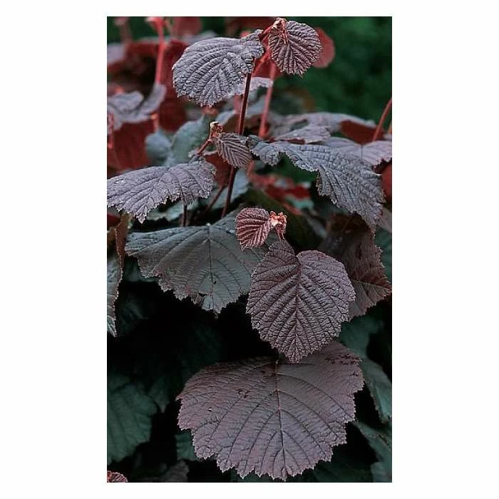 4-5ft 'Purple' Filbert Tree | Bare Root 1 4-5ft 'Purple' Filbert Tree | Bare Root