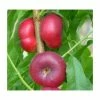 4-5ft 'Flat' Nectarine Tree | SJA Semi Vigorous Rootstock | Bare Root
