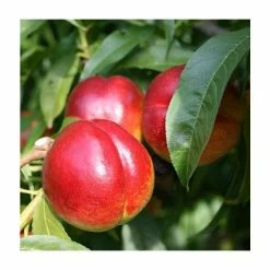 4-5ft Madame Blanchett' Patio Nectarine Tree| SJA Semi Vigorous Rootstock | 4.5L Pot
