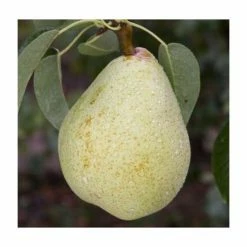 4-5ft 'Invincible / Fertilia' Pear Tree | Quince A Semi Dwarfing Rootstock | Bare Root