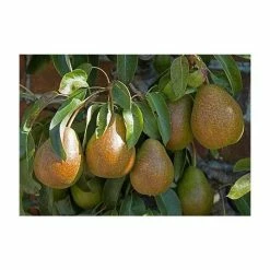 4-5ft 'Louise Bonne De Jersey' Pear Tree | Quince A Semi Dwarfing Rootstock | Bare Root