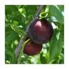 4-5ft 'Beauty' Plum Tree | SJA Semi Vigorous Rootstock | Bare Root