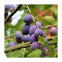4-5ft 'Guinevere' Plum Tree | SJA Semi Vigorous Rootstock | Bare Root