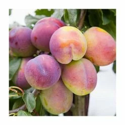 4-5ft 'Jubilee' Plum Tree | SJA Semi Vigorous Rootstock | Bare Root