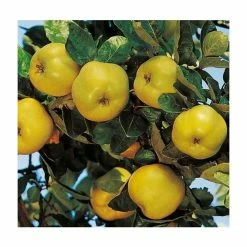 4-5ft 'Vranja' Quince Tree | Quince A Semi Dwarfing Rootstock | Bare Root