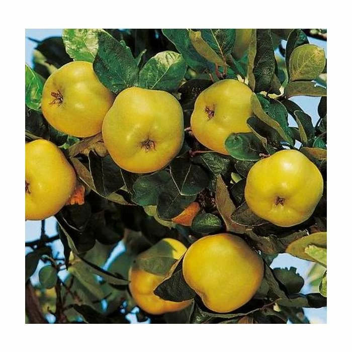 4-5ft 'Vranja' Quince Tree | Quince A Semi Dwarfing Rootstock | Bare Root 1 4-5ft 'Vranja' Quince Tree | Quince A Semi Dwarfing Rootstock | Bare Root