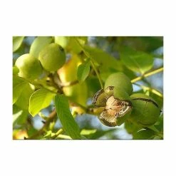 4-5ft 'Buccaneer' Walnut Tree | Walnut Seedling Rootstock |Bare Root