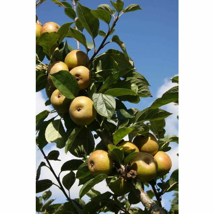 4-5ft 'Ashmeads Kernel' Dessert Apple Tree | M26 Semi Dwarfing Rootstock | 9L Pot 2 4-5ft 'Ashmeads Kernel' Dessert Apple Tree | M26 Semi Dwarfing Rootstock | 9L Pot - Image 2