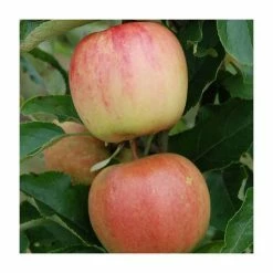 4-5ft 'Winter Gem' Dessert Apple Tree | M26 Semi Dwarfing Rootstock | 9L Pot
