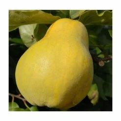 4-5ft 'Champion' Quince Tree | Quince A Semi Dwarfing Rootstock | 9L Pot