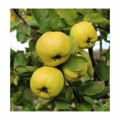 4-5ft 'Serbian Gold' Quince Tree | Quince A Semi Dwarfing Rootstock | 9L Pot