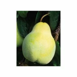 4-5ft 'Meeche's Prolific' Quince Tree | Quince A Semi Dwarfing Rootstock | 9L Pot
