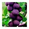 4-5ft 'Valor' Plum Tree | SJA Semi Vigorous Rootstock | 9L Pot