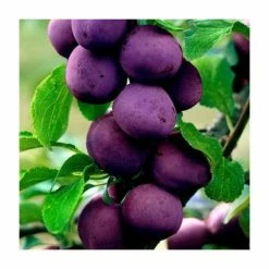 4-5ft 'Valor' Plum Tree | SJA Semi Vigorous Rootstock | 9L Pot