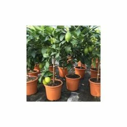 2-3ft 4 Seasons Lemon Tree | Grafted Mini-Stem | 5L Pot -botanical garden shop TR0471 add image 1 312a