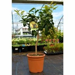 2-3ft 4 Seasons Lemon Tree | Grafted Mini-Stem | 5L Pot -botanical garden shop TR0471 add image 2 f268