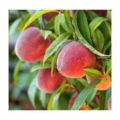 4-5ft 'Red Haven' Peach Tree | Montclare Semi Dwarfing Rootstock | 9L Pot