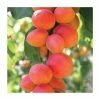 4-5ft 'Flavorcot' Apricot Tree | SJA Semi Vigorous Rootstock | 9L Pot