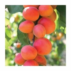 4-5ft 'Flavorcot' Apricot Tree | SJA Semi Vigorous Rootstock | 9L Pot