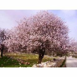 4-5ft 'Princess' Almond Tree | 9L Pot